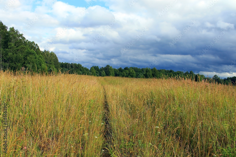 Fototapeta premium Летнее поле