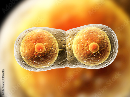 Division of cell