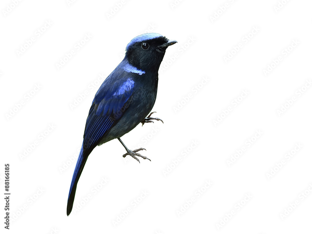 Bird (Small Niltava) isolated on white background Bird (Small Niltava) isolated on white background