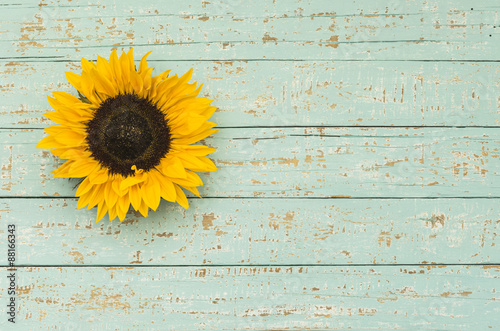 Fototapeta Naklejka Na Ścianę i Meble -  Sonnenblume auf Holz Hintergrund Shabby Türkis