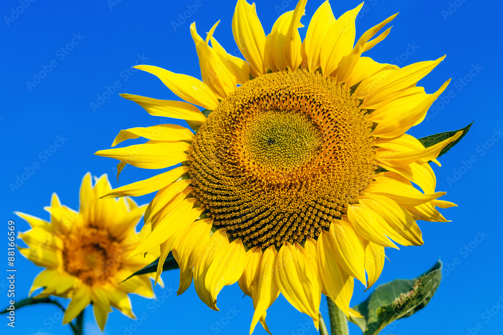 Sunflowers field over cloudy blue sky Sunflowers field over cloudy blue sky