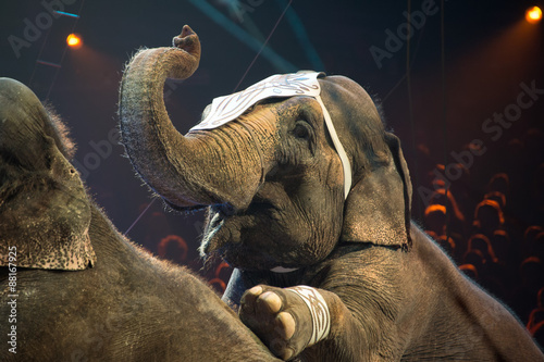 elephant exhibition at the circus