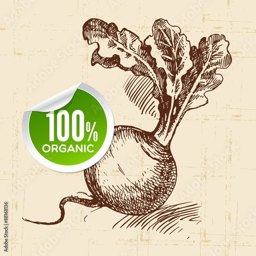 Hand drawn sketch vegetable turnip. Eco food background