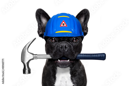 handyman  hammer dog © Javier brosch