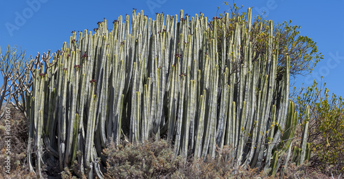 Euphorbia Canariensis