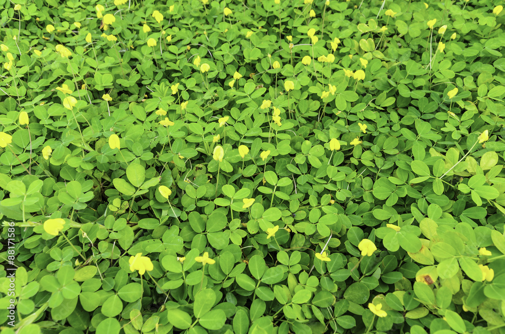 Pinto Peanut (Arachis pintoi)