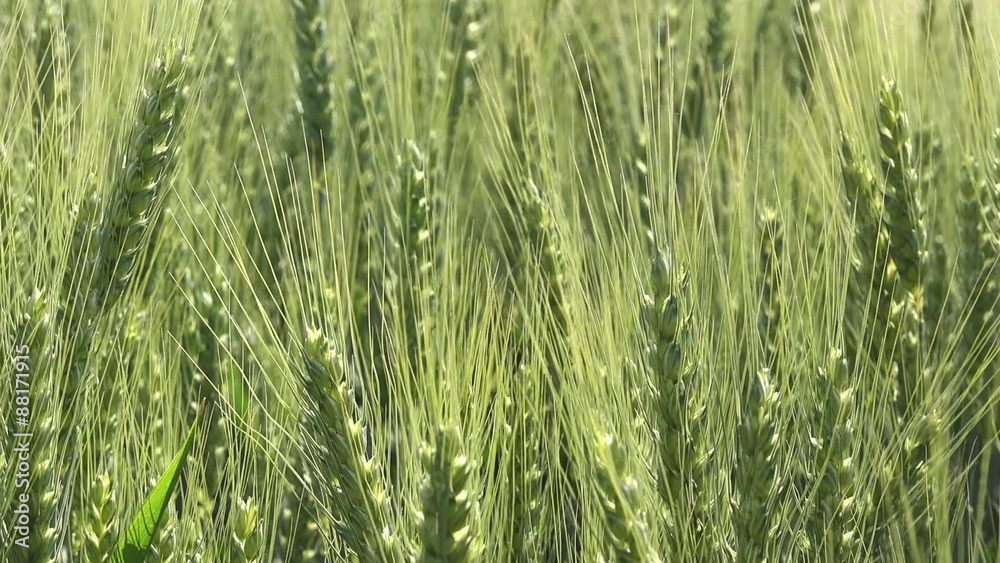 Green wheat heads in cultivated agricultural field, early stage of farming plant development Green wheat heads in cultivated agricultural field, early stage of farming plant development