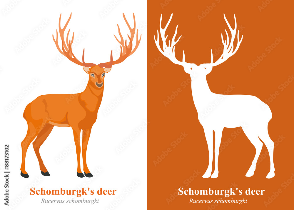 Fototapeta premium Deer (Schomburgk's Deer) cartoon vector.