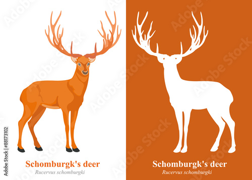 Deer (Schomburgk's Deer) cartoon vector. photo