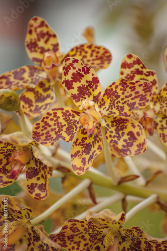 Fototapeta Naklejka Na Ścianę i Meble -  Tiger Orchid, Leopard Flower