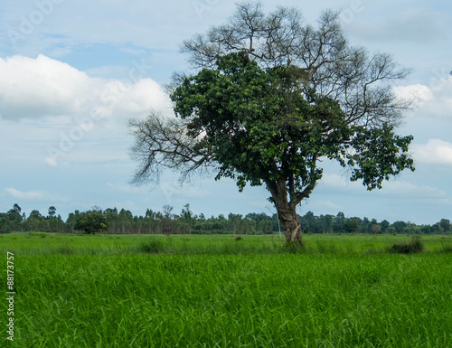 Tree in rice field