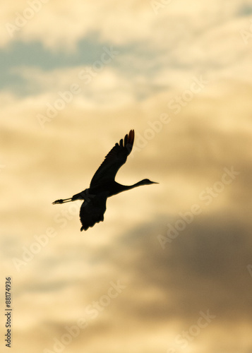 Crane at Sunset