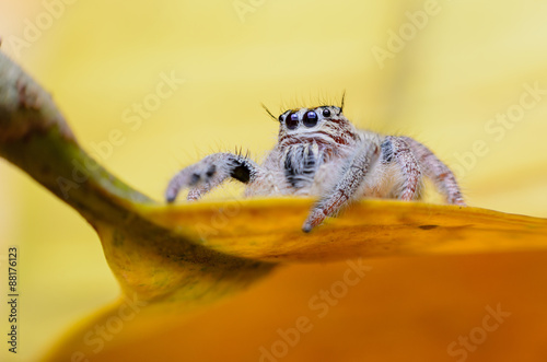 Fototapeta Naklejka Na Ścianę i Meble -  Jumping Spider