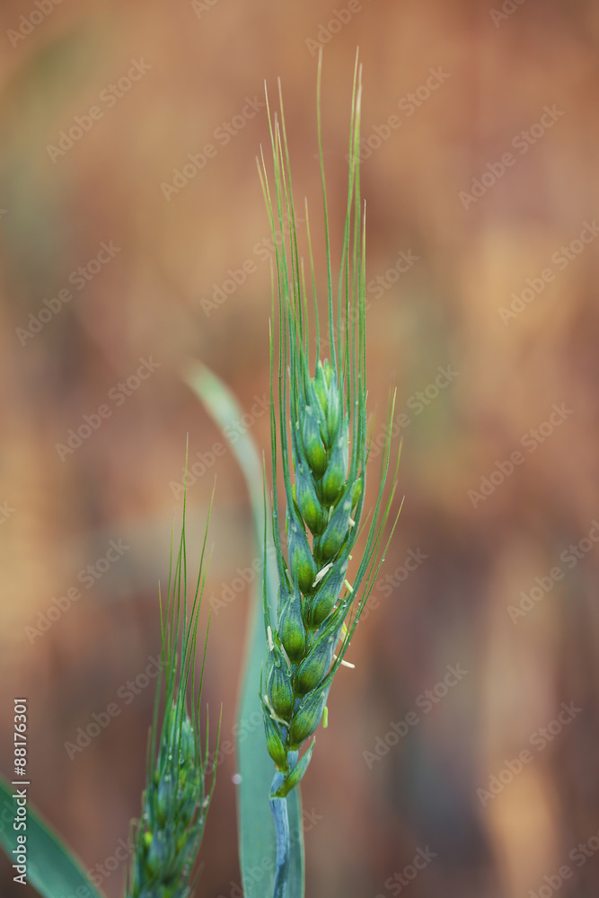 Fototapeta premium Close up of one green wheat stalk in field