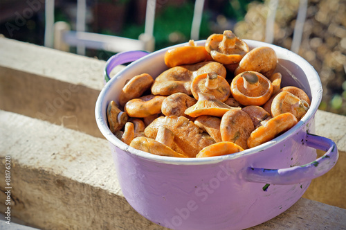 Saffron milk caps in saucepan outdoors