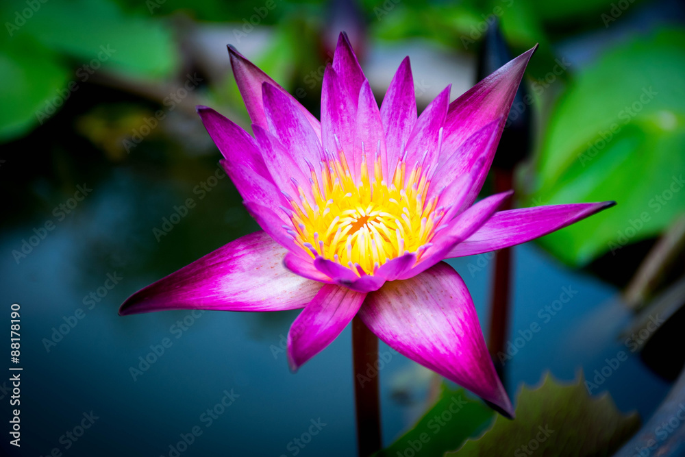 lotus purple color