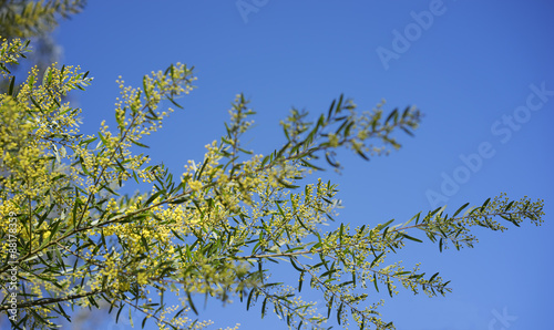 Sunny day background Australian wattle