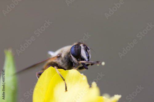 Biene von vorn Kopf-Makro auf gelber Blüte photo