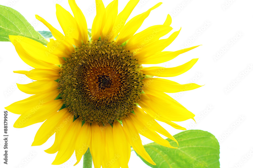 Obraz premium Sunflower
