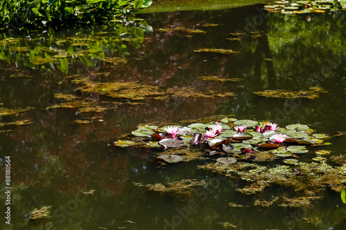 Fototapeta Naklejka Na Ścianę i Meble -  Pink Water Lilies on Green Pond