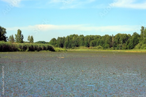 Заросли водяного ореха на летнем озере photo