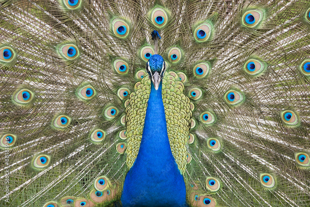 Obraz premium Peacock