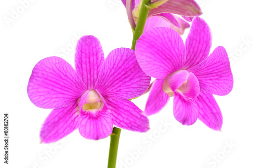 Dendrobium orchid  Dendrobium sp.  Family Orchidaceae  Central of Thailand