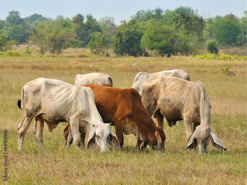 Asian bloodline cow in tropical field
