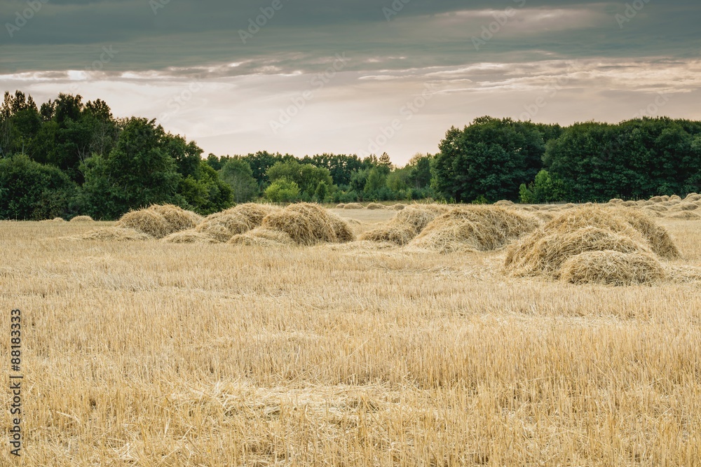 Поле пшеницы после сбора урожая