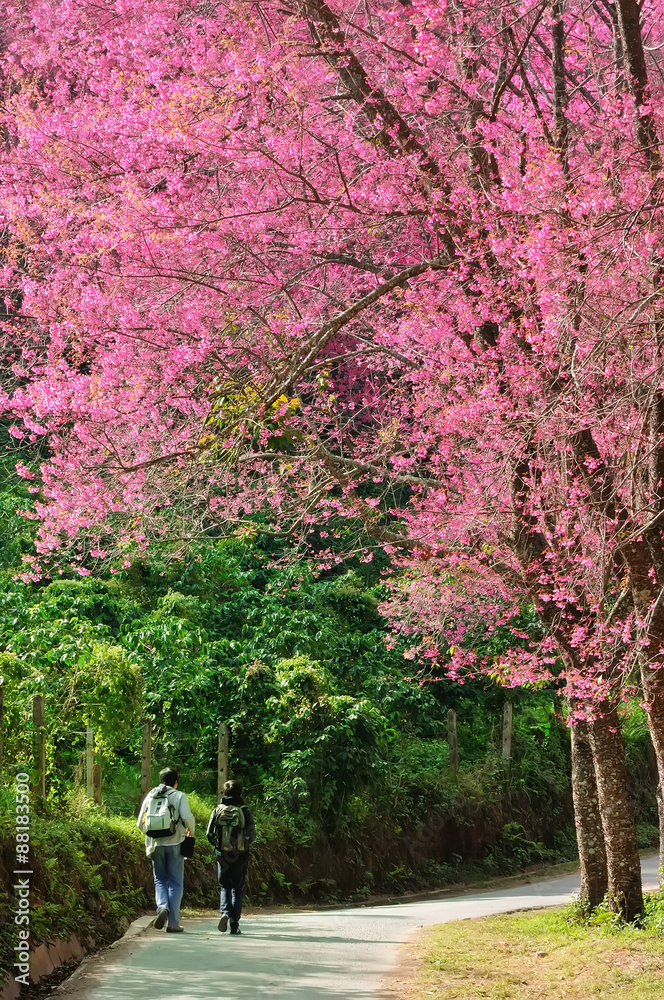 Cherry blossom pathway in a beautiful landscape garden Cherry blossom pathway in a beautiful landscape garden
