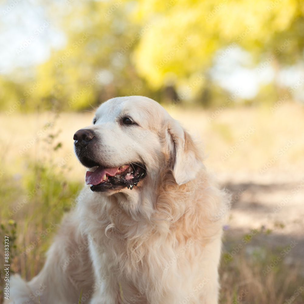 Labrador outdoors on nature background