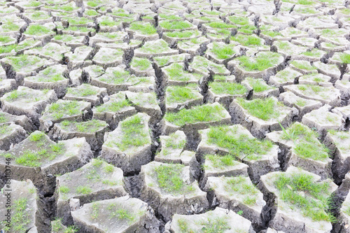 Green grass on cracked earth