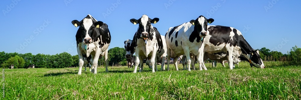 Wunschmotiv: Schwarzbunte, Holstein-Friesian Milchkühe auf der Weide, Breitbildformat #88187196