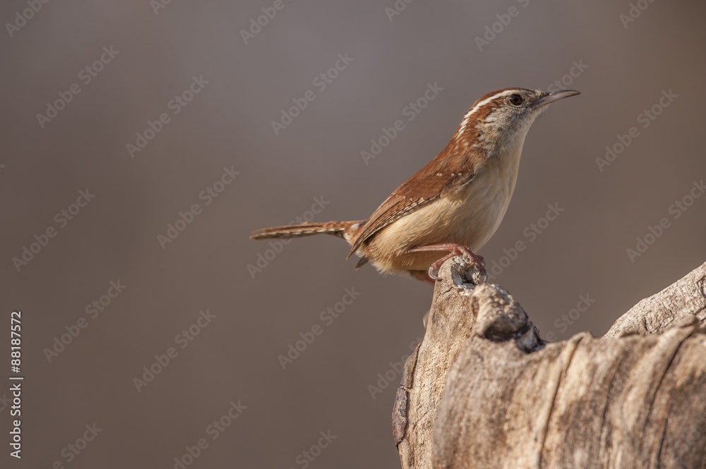 CAROLINA WREN CAROLINA WREN