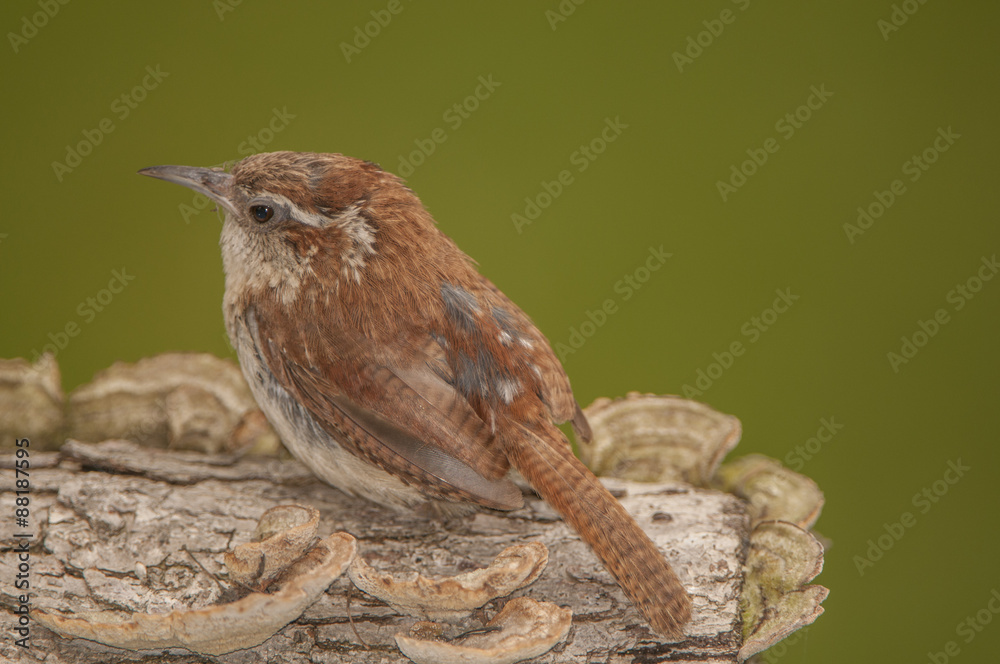 Fototapeta premium CAROLINA WREN