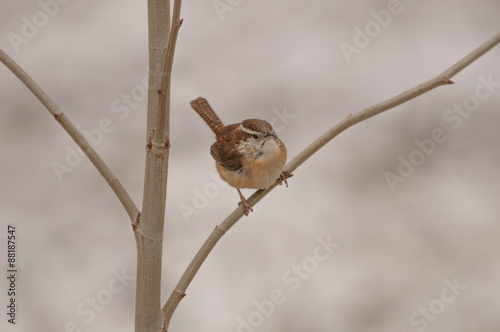 CAROLINA WREN photo