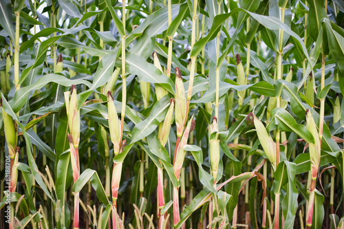 Fototapeta Naklejka Na Ścianę i Meble -  Green Maize Ears on the Stalks in Field