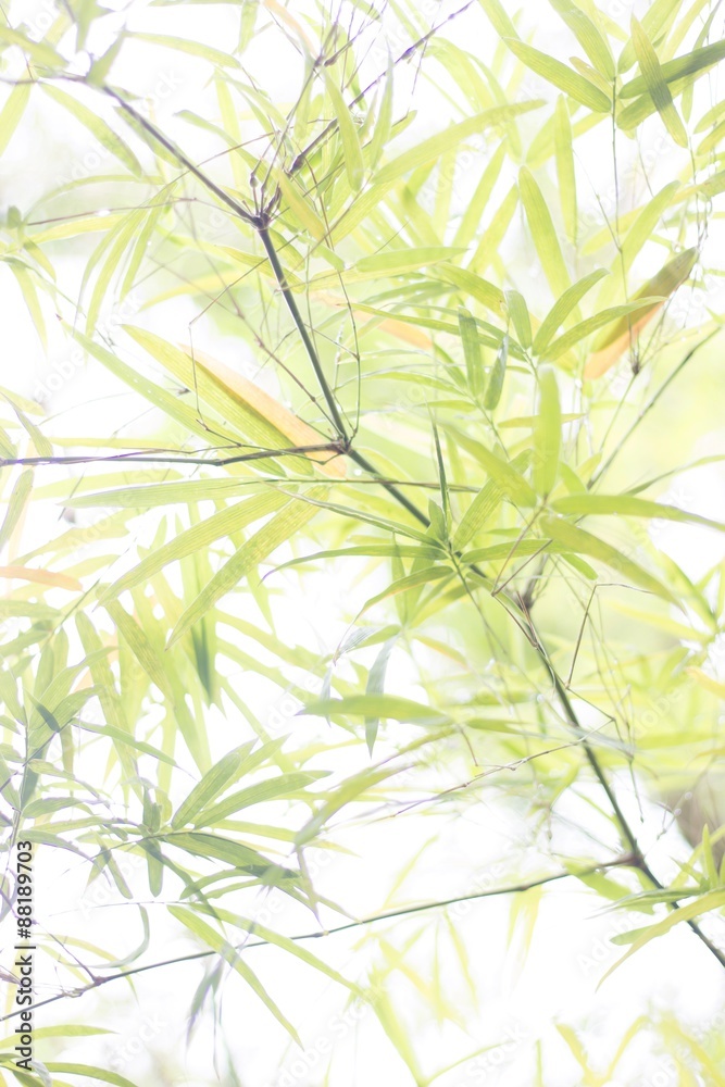 Obraz premium bamboo green