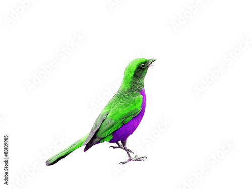 Colorful bird isolated on white background