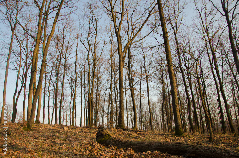 Fototapeta premium Landscape bare tree trunks