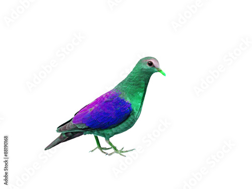 Colorful bird isolated on white background