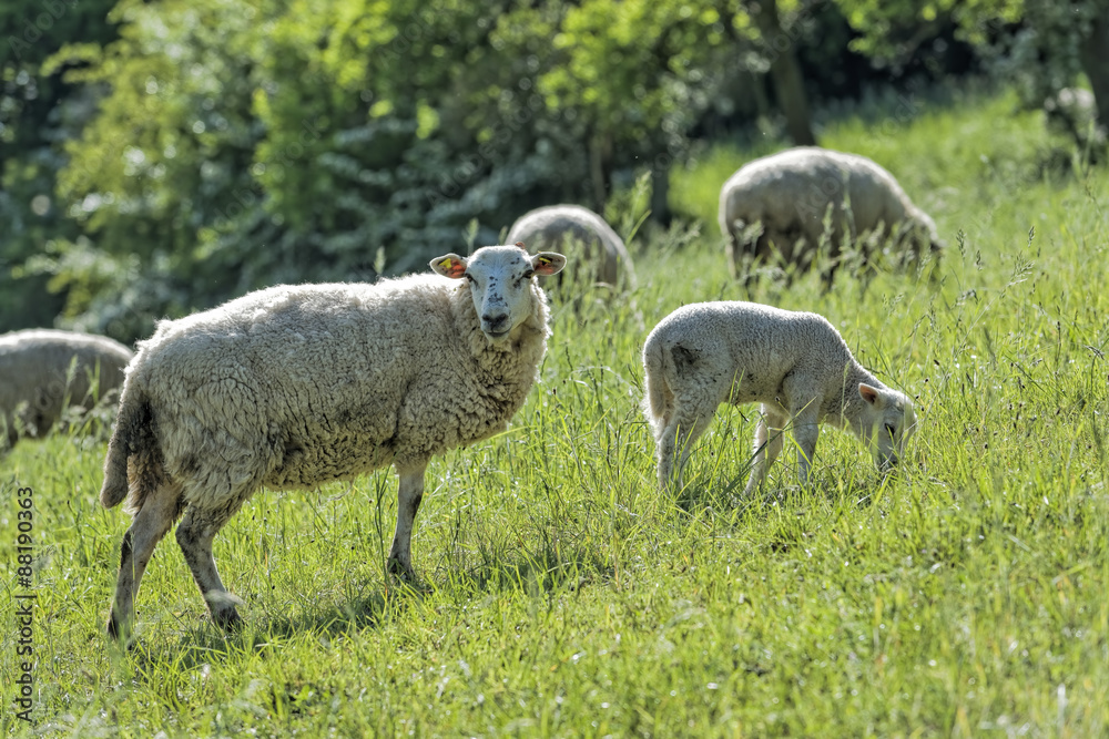 Obraz premium Schafe mit Lamm