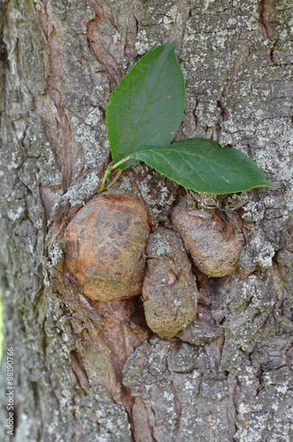 Baumkrebs an einem Pflaumenbaum photo