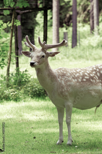 deer with antlers