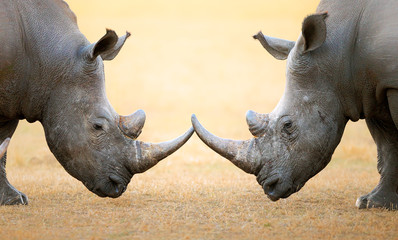 Fototapete Nashorn Breitmaulnashorn Kopf an Kopf  © JohanSwanepoel