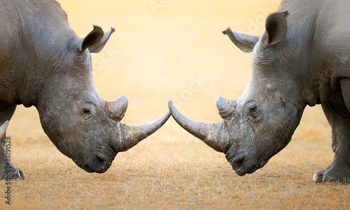 White Rhinoceros  head to head