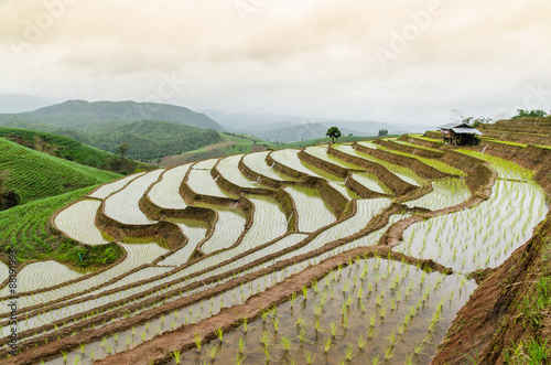 rice terraces in northern thailand