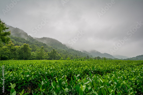 Lung Ching tea fields around Hangzhou, China
