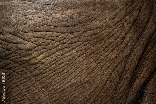 elephant skin