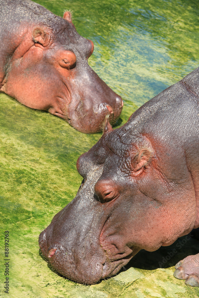 hippopotamus hippopotamus